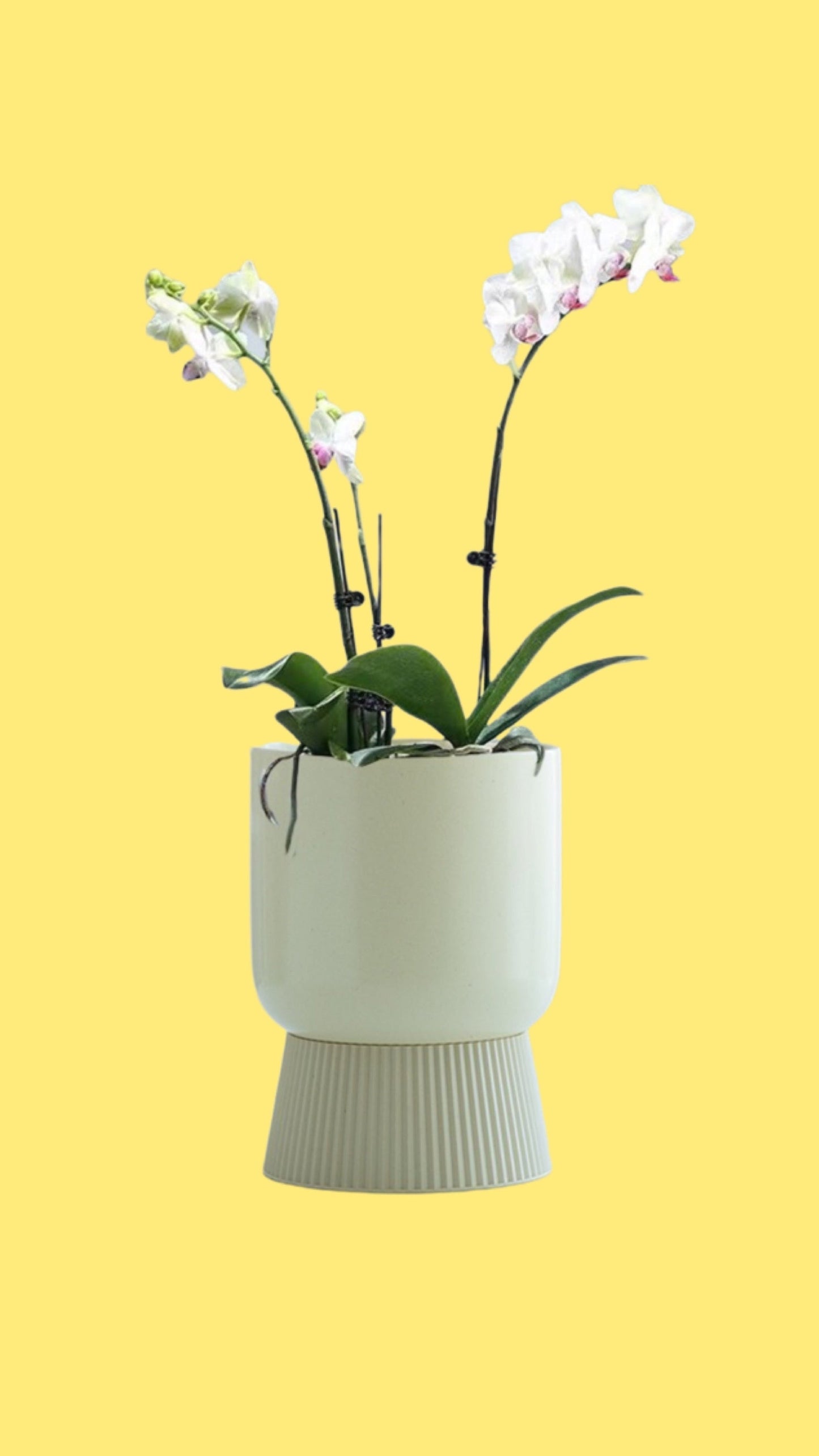 Minimalist Style Self-watering Ceramic Planter